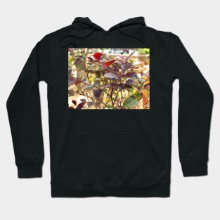 Beautiful Red Leaves Hoodie